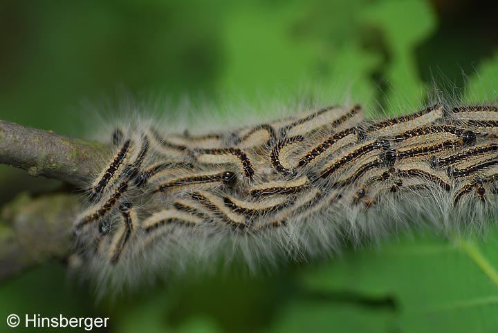 Thaumetopoea processionea (LINNAEUS, 1758)