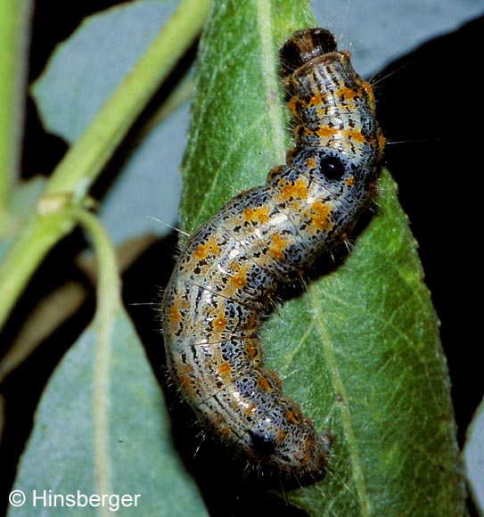 Clostera curtula (LINNAEUS, 1758)