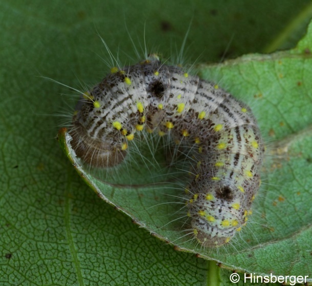 Clostera pigra (HUFNAGEL, 1766)