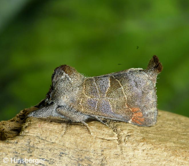 Clostera pigra (HUFNAGEL, 1766)