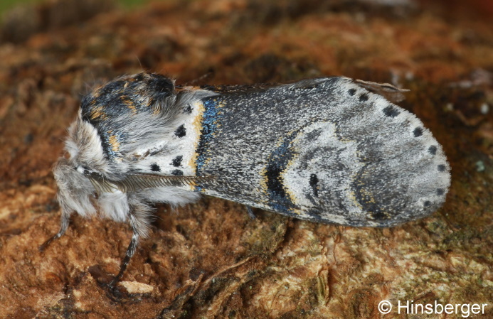 Furcula bifida (BRAHM, 1787)