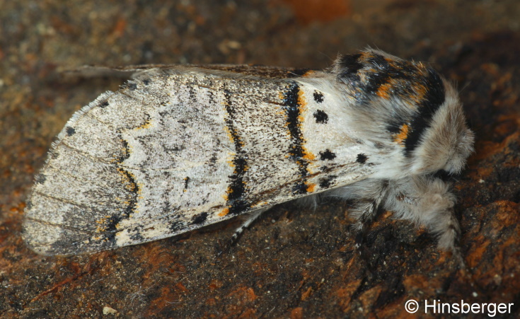 Furcula bifida (BRAHM, 1787)