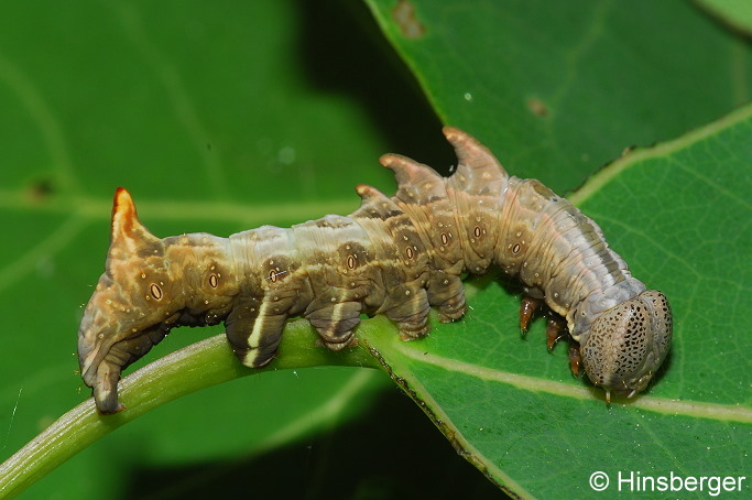 Notodonta tritophus (DENIS & SCHIFFERMLLER, 1775)