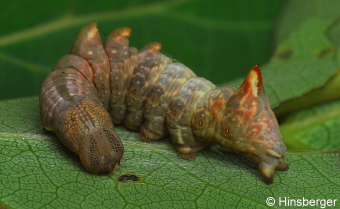 Notodonta tritophus (DENIS & SCHIFFERMLLER, 1775)