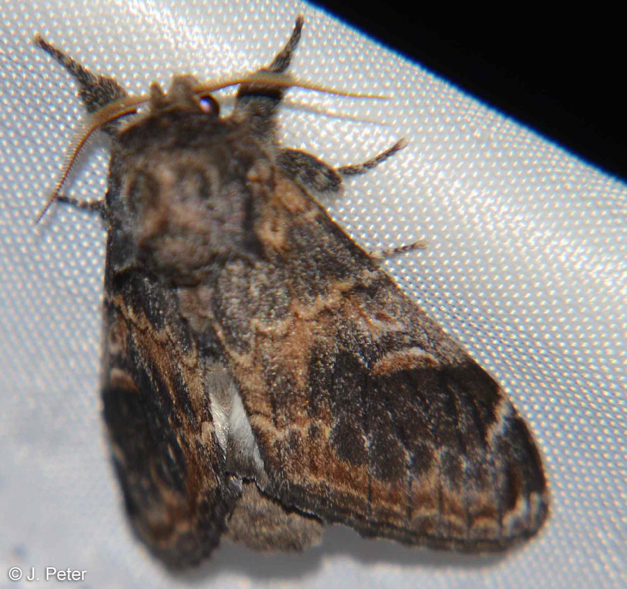 Notodonta tritophus (DENIS & SCHIFFERMLLER, 1775)