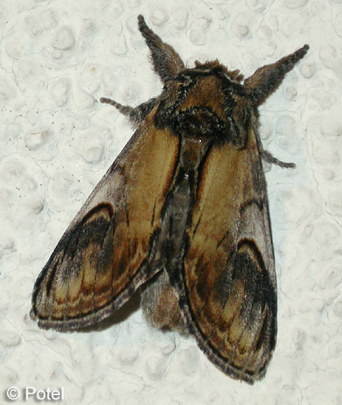 Notodonta ziczac (LINNAEUS, 1758)