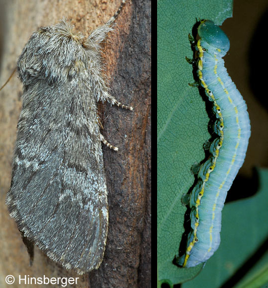 Drymonia ruficornis (HUFNAGEL, 1766)