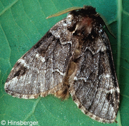 Drymonia obliterata (ESPER, 1785)