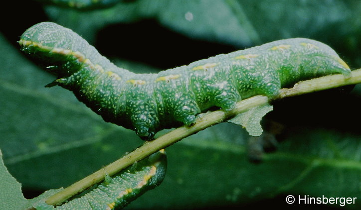 Drymonia querna (DENIS & SCHIFFERMLLER, 1775)