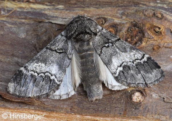 Drymonia querna (DENIS & SCHIFFERMLLER, 1775)