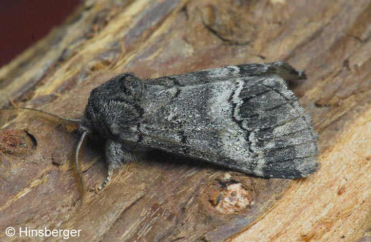 Drymonia querna (DENIS & SCHIFFERMLLER, 1775)