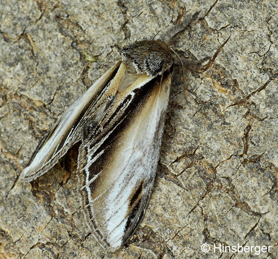Pheosia tremula (CLERCK, 1759)