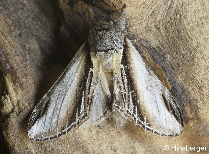 Pheosia tremula (CLERCK, 1759)