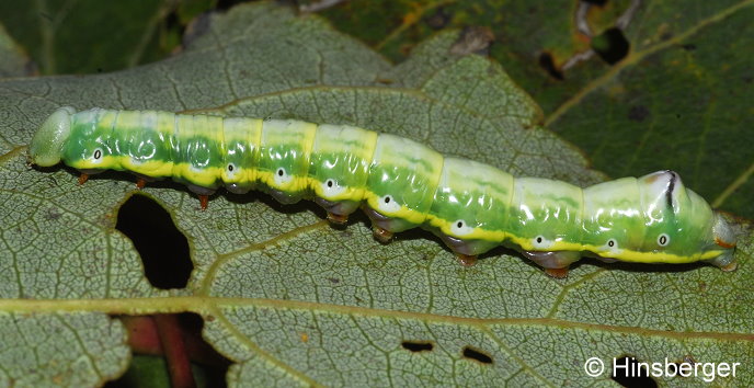 Pheosia tremula (CLERCK, 1759)