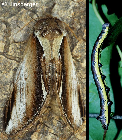 Pheosia gnoma (FABRICIUS, 1776)