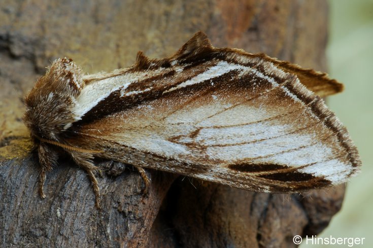 Pheosia gnoma (FABRICIUS, 1776)