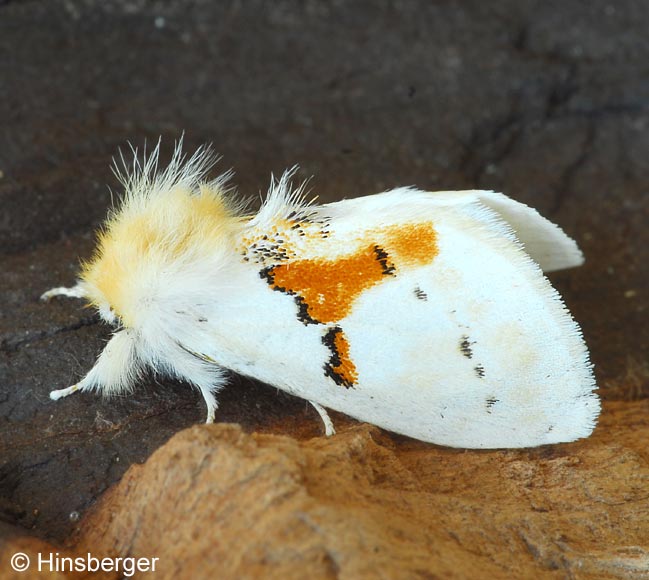 Leucodonta bicoloria (DENIS & SCHIFFERMLLER, 1775)