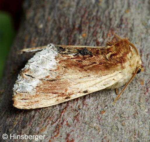 Ptilodon cucullina (DENIS & SCHIFFERMLLER, 1775)