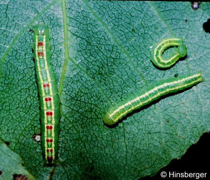 Gluphisia crenata (ESPER, 1785)