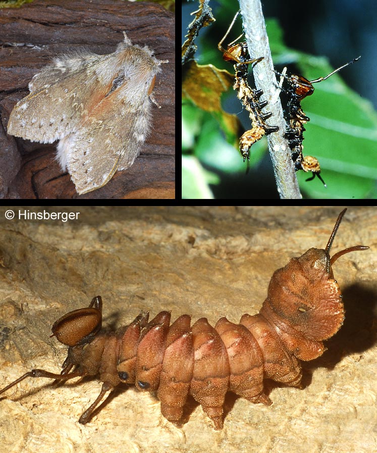 Stauropus fagi (LINNAEUS, 1758)