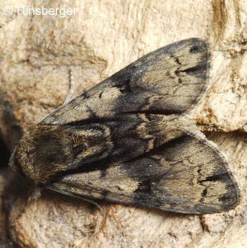 Acronicta alni (LINNAEUS, 1767)