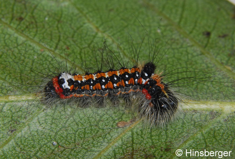 Acronicta tridens (DENIS & SCHIFFERMLLER, 1775)