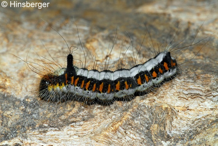 Acronicta psi (LINNAEUS, 1758)