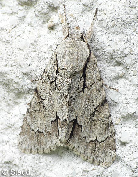 Acronicta psi (LINNAEUS, 1758)