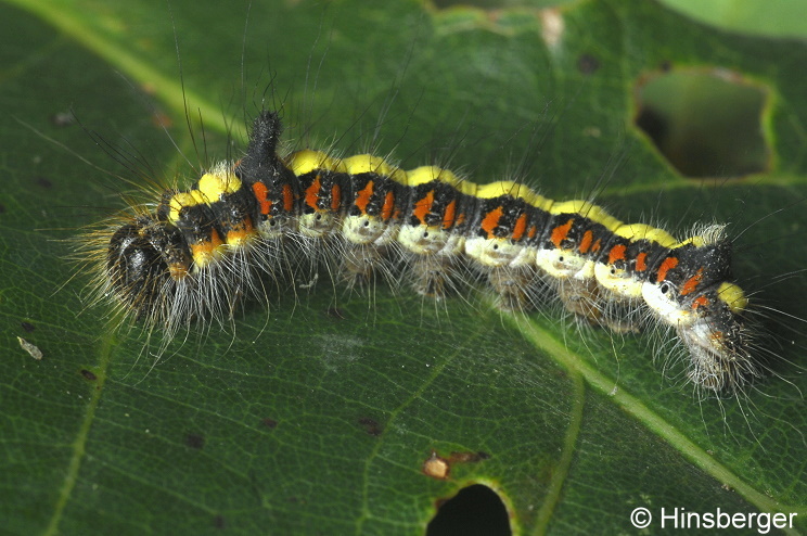 Acronicta psi (LINNAEUS, 1758)