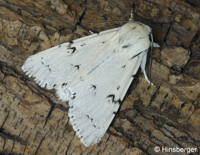Acronicta leporina (LINNAEUS, 1758)