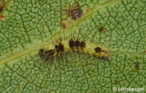 Acronicta leporina (LINNAEUS, 1758)