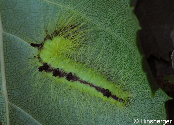 Acronicta leporina (LINNAEUS, 1758)