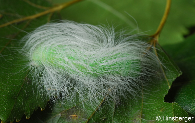 Acronicta leporina (LINNAEUS, 1758)