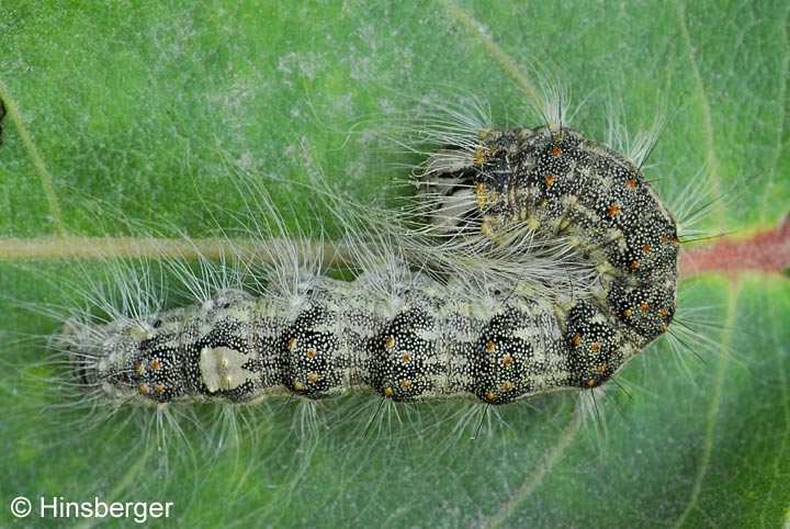 Acronicta megacephala (DENIS & SCHIFFERMLLER, 1775)