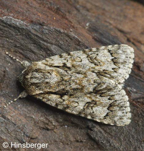 Acronicta auricoma (DENIS & SCHIFFERMLLER, 1775)