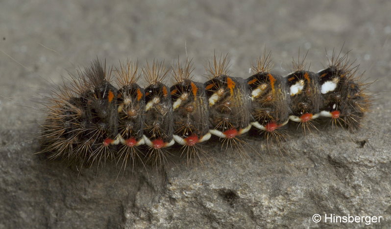 Acronicta rumicis (LINNAEUS, 1758)
