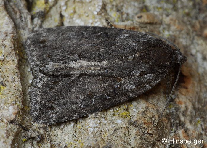 Cryphia raptricula (DENIS & SCHIFFERMLLER, 1775)