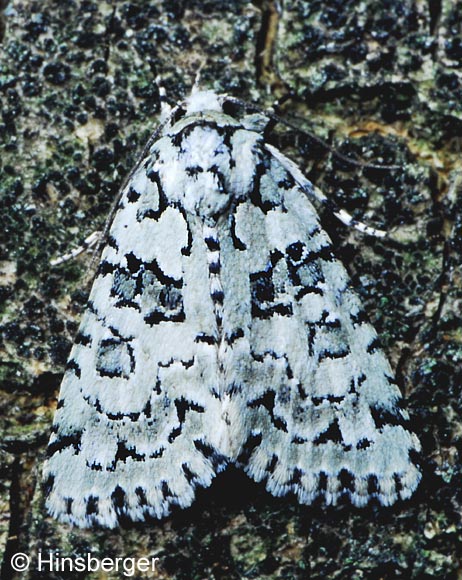 Cryphia muralis (FORSTER, 1771)