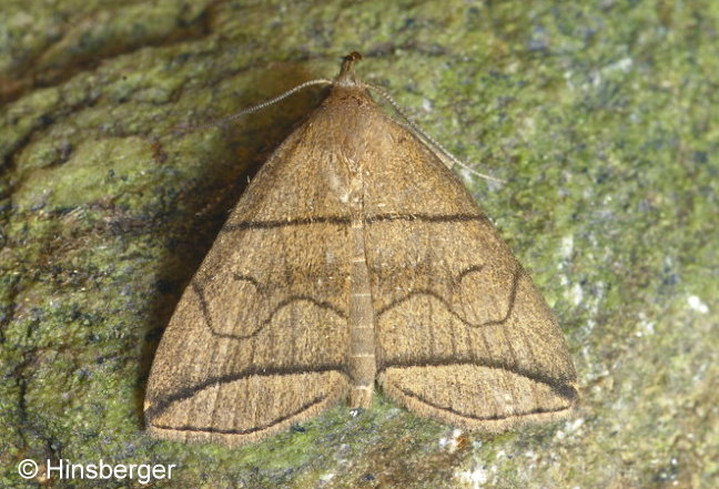 Herminia grisealis (DENIS & SCHIFFERMLLER, 1775)