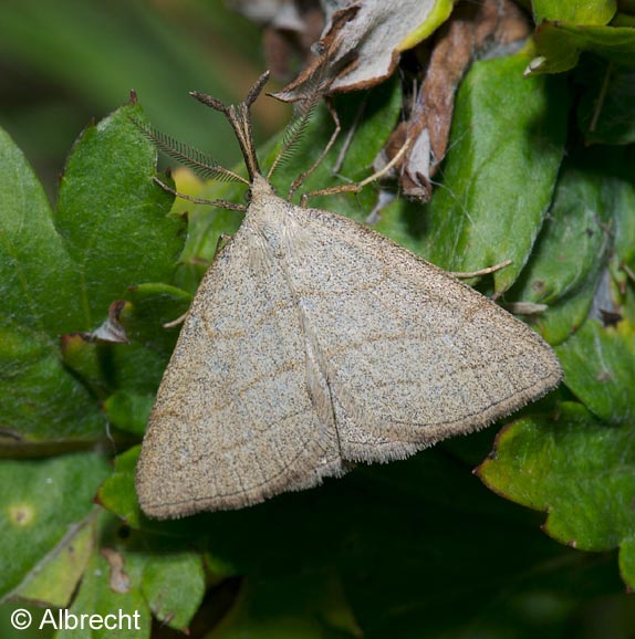 Polypogon tentacularia (LINNAEUS, 1758)