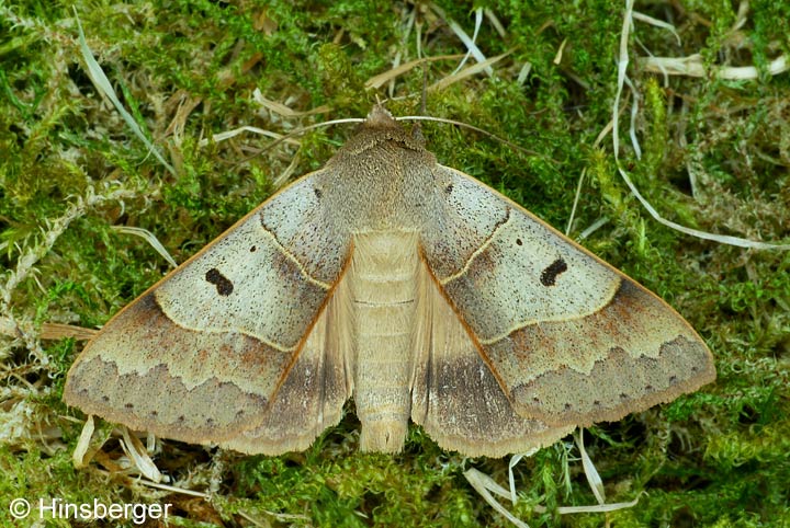 Minucia lunaris (DENIS & SCHIFFERMLLER, 1775)