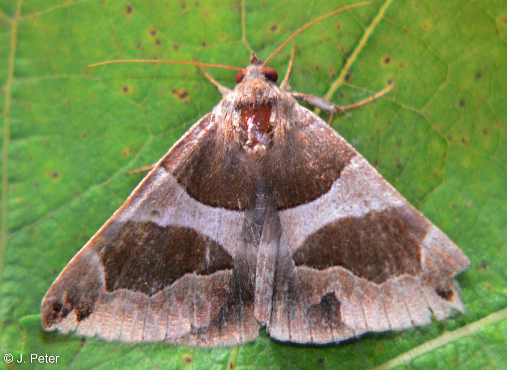 Dysgonia algira (LINNAEUS, 1767)