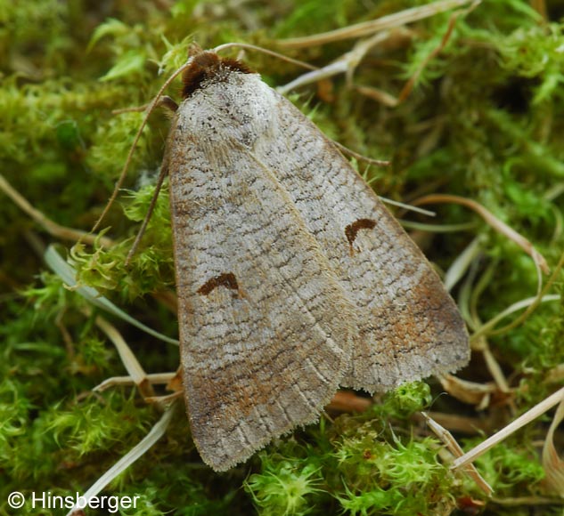 Lygephila pastinum (TREITSCHKE, 1826)