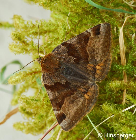 Euclidia glyphica (LINNAEUS, 1758)