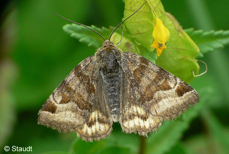 Euclidia glyphica (LINNAEUS, 1758)