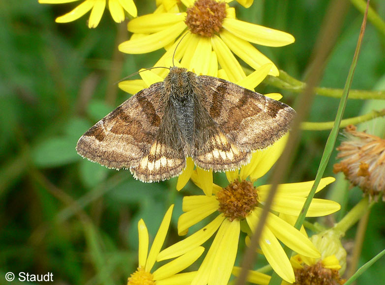 Euclidia glyphica (LINNAEUS, 1758)