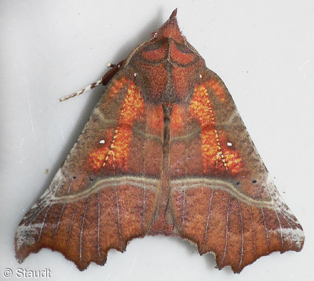 Scoliopteryx libatrix (LINNAEUS, 1758)