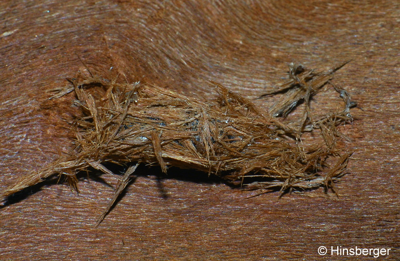 Parascotia fuliginaria (LINNAEUS, 1761)