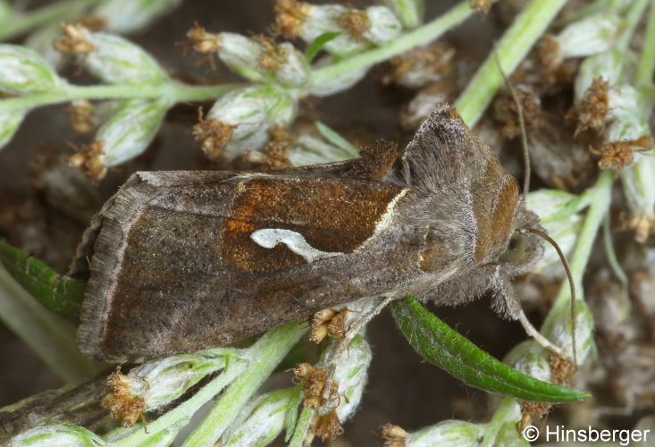 Macdunnoughia confusa (STEPHENS, 1850)