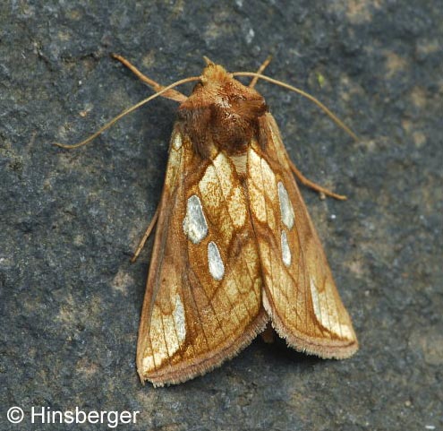 Plusia festucae (LINNAEUS, 1758)